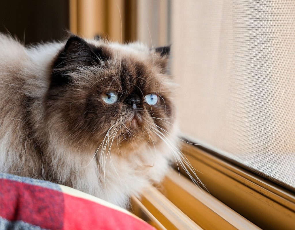 A Himalayan cat looks out the window