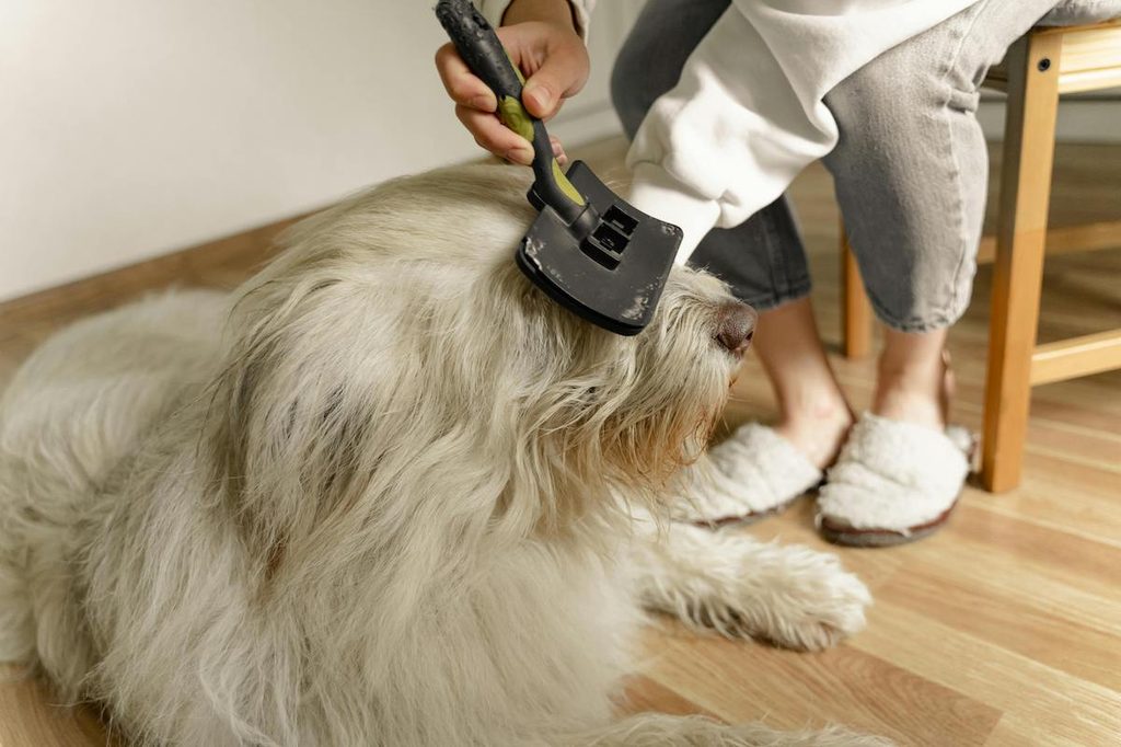 A person brushes a white long-haired dog
