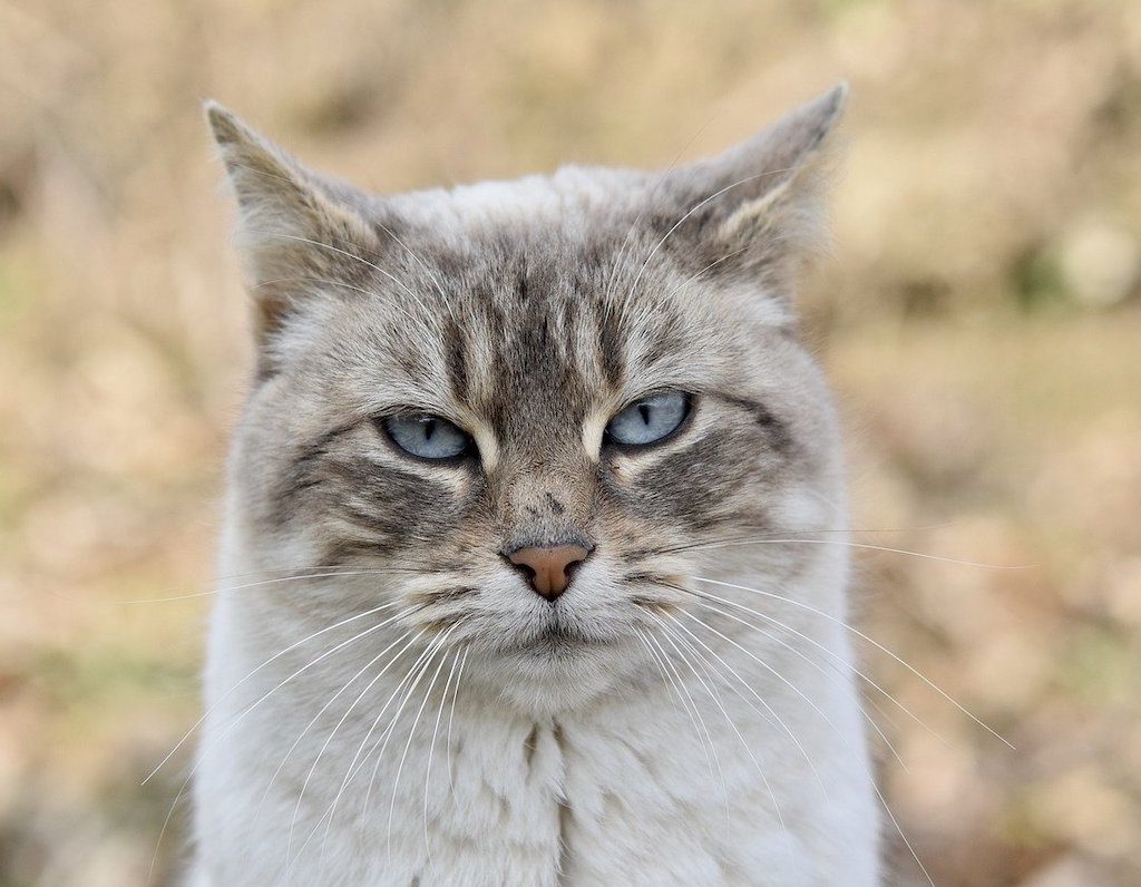 Close-up of Manx cat