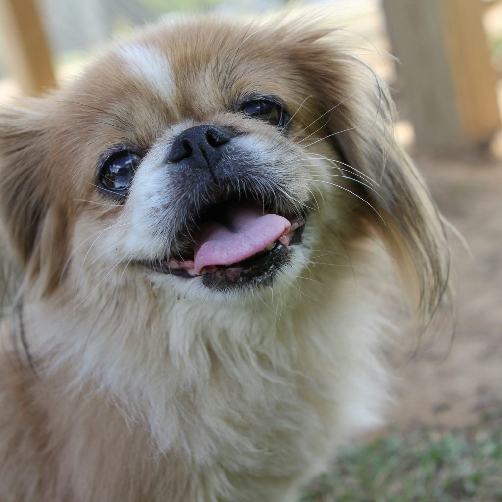 A Pekingese dog smiling