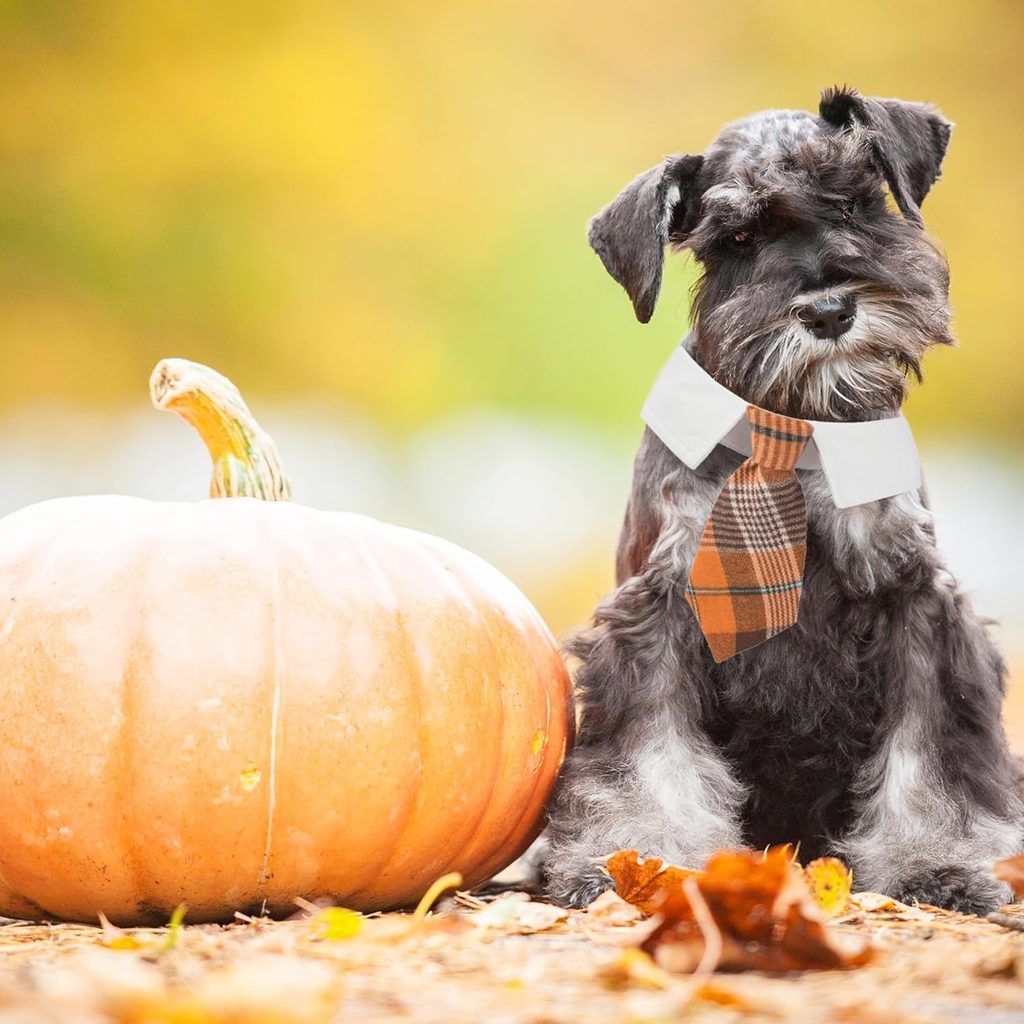 A Scottie puppy wearing a tie