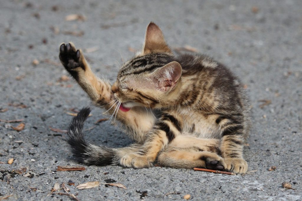 A tabby cat licks their leg