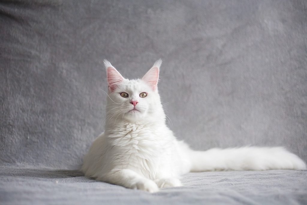 A White Maine coon cat