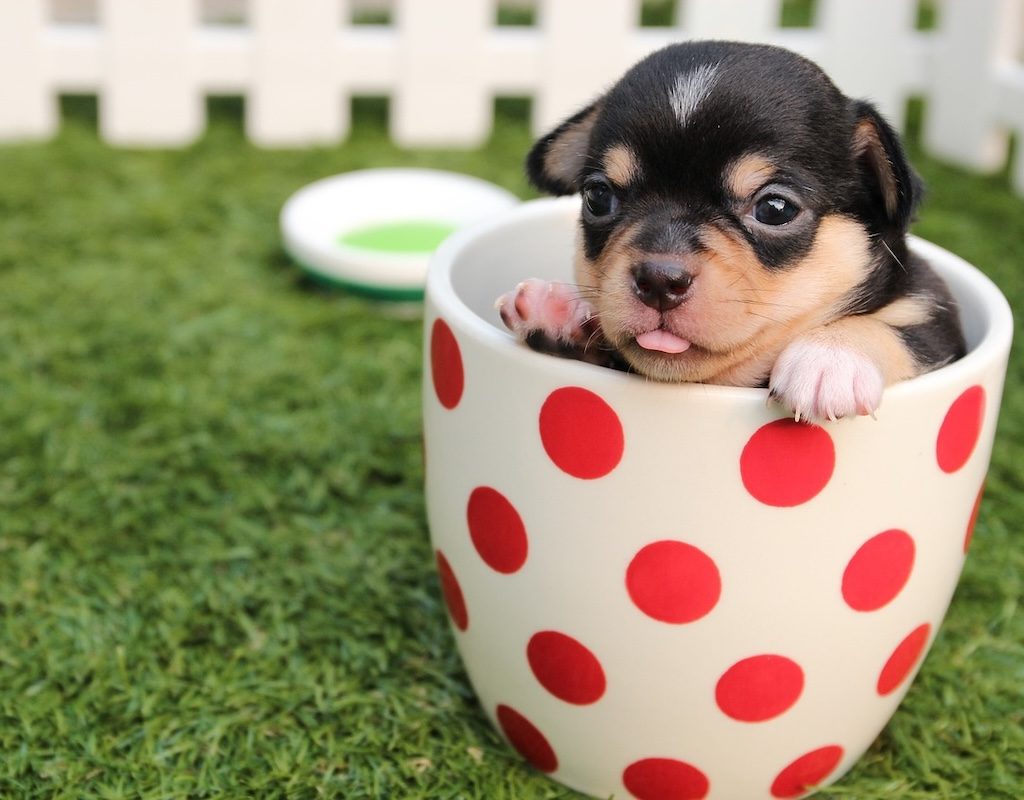 A baby teacup Chihuahua in a mug