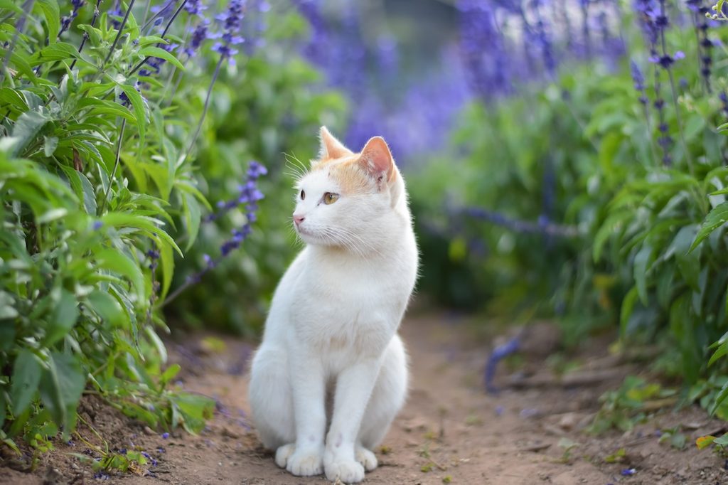 A cat in the lavender garden