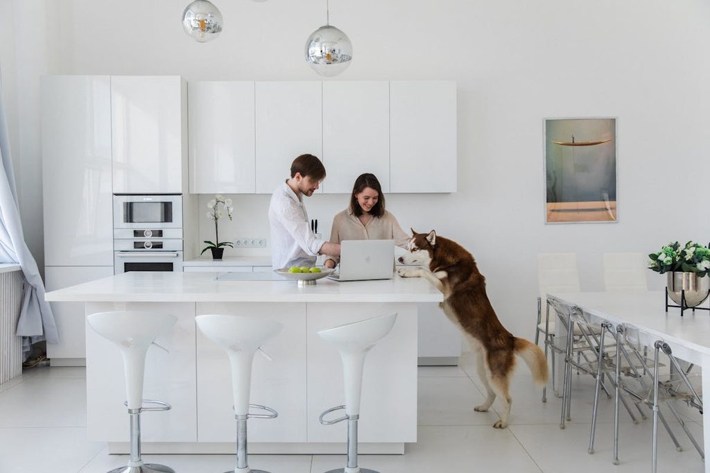 a couple in a whitewashed kitchen looking at a laptop as a husky jumps up