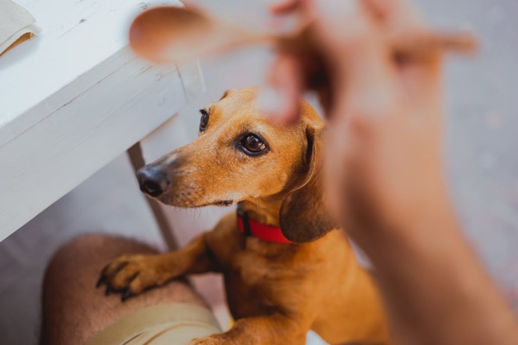 dachshund jumping as a person cooks with wooden spoon