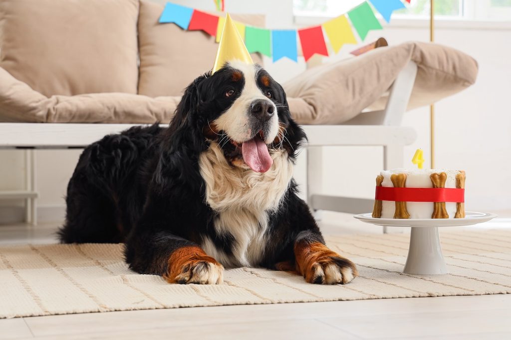 Cute Bernese mountain dog in party hat with cake at home.