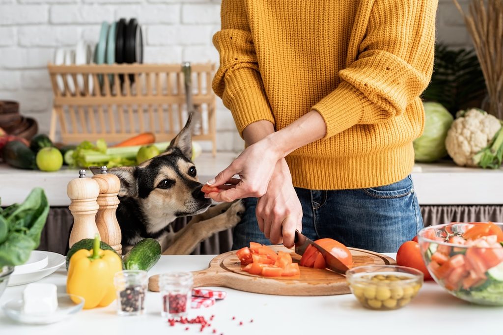 A dog gets a tomato sack while his owner makes a salad