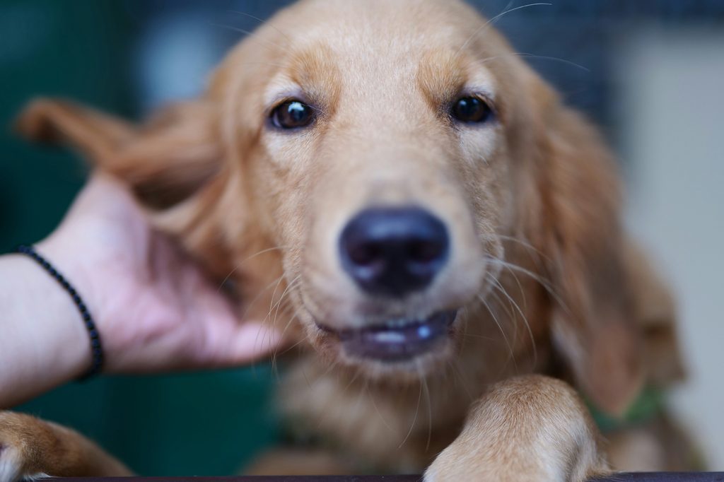 A person's hand scratches a Golden Retriever's ear
