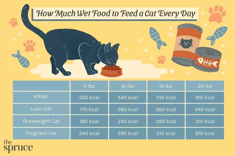A chart explaining how much cat food to feed a cat based on weight and age