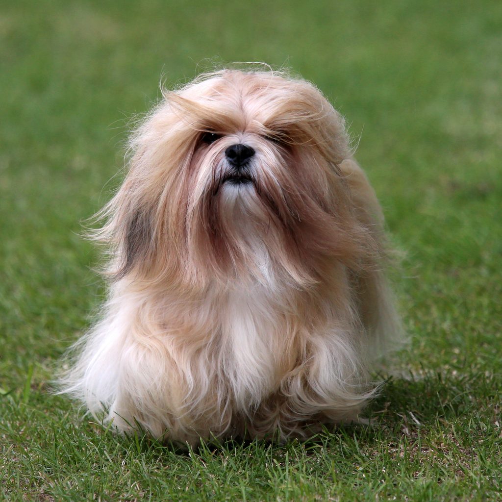 A long-haired Lhasa apso