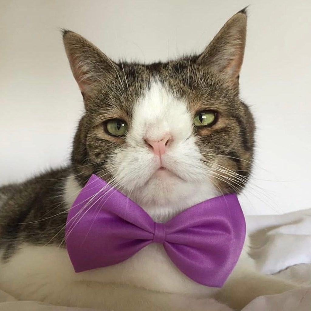 Monty the domestic shorthair cat wearing a purple bow tie