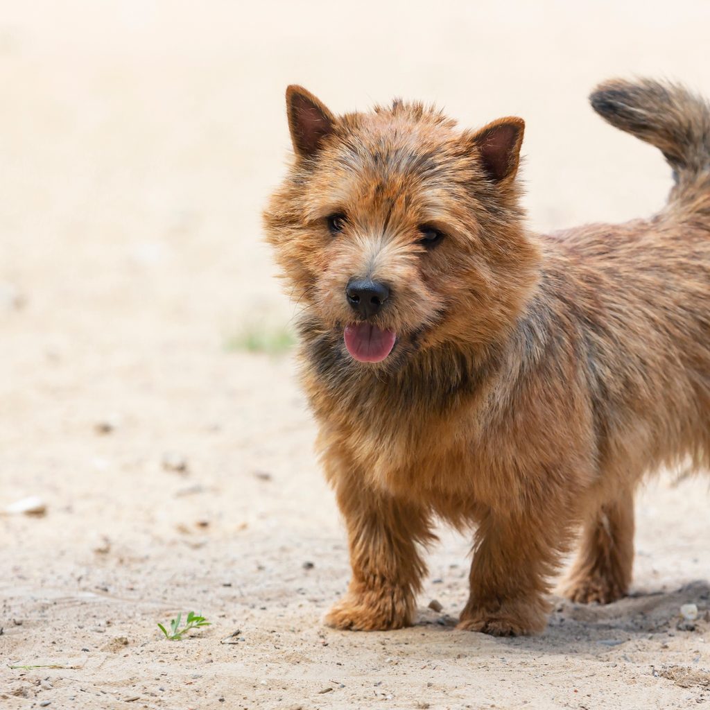 A Norwich terrier standing on sand