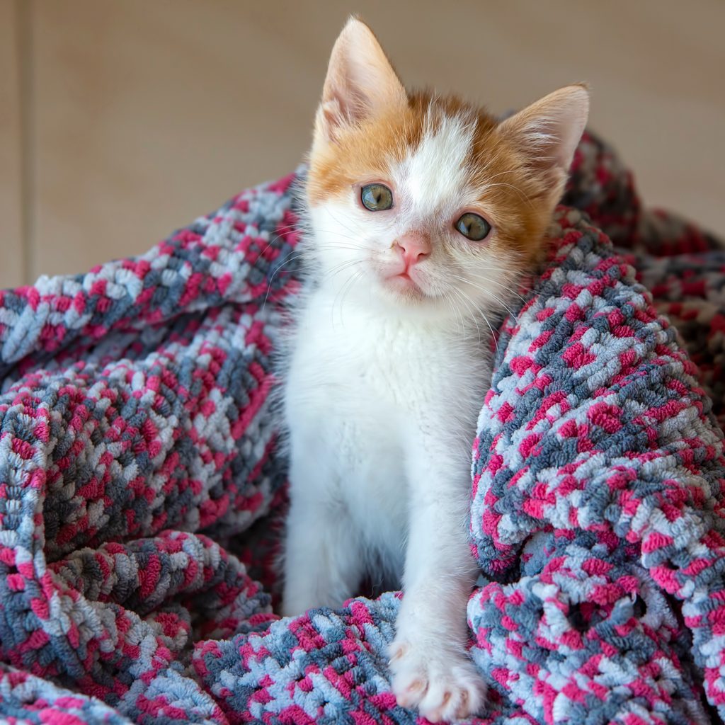 An orange and white kitten in a blanket