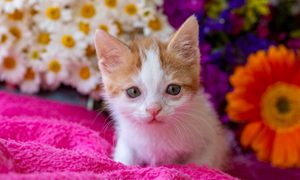 An orange and white kitten on a pink blanket