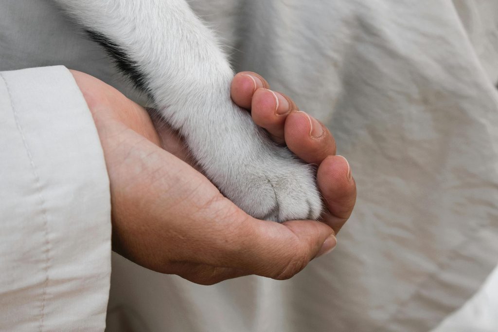A person holds a dog's paw in their hand