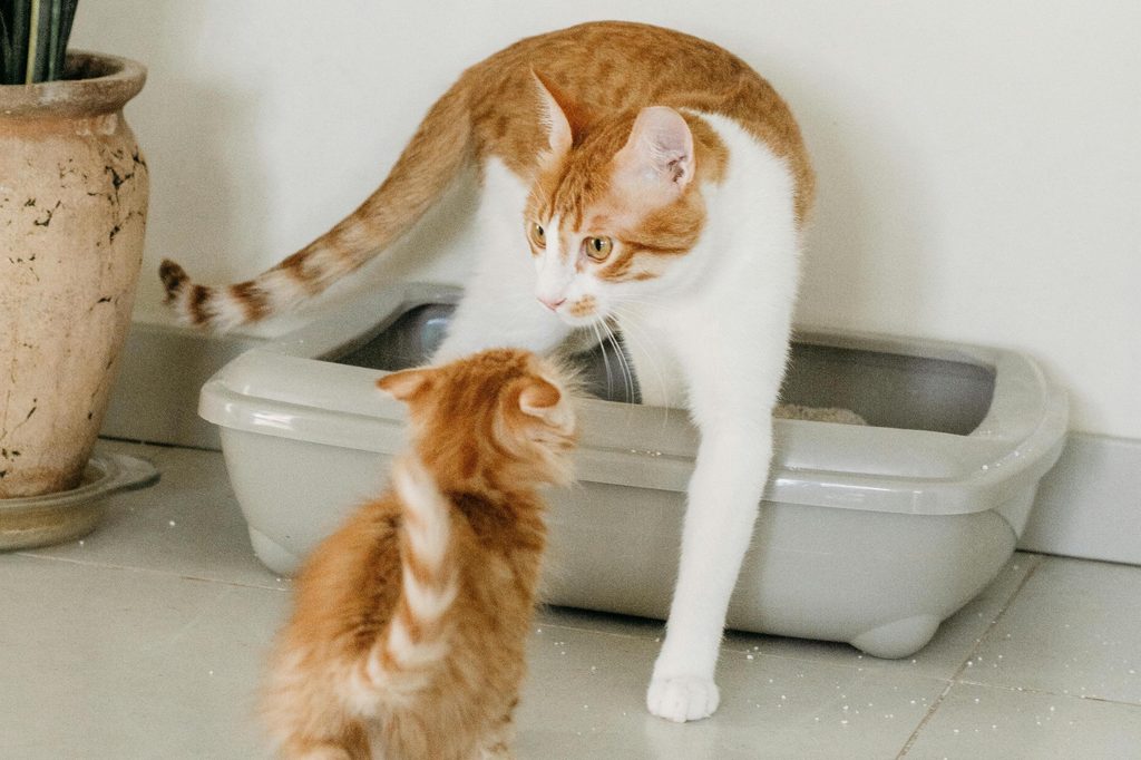 A white and orange cat steps out of a litter box and greets an orange kitten