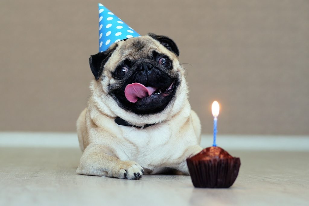 Portrait of funny pug dog with party hat and birthday cake with candle