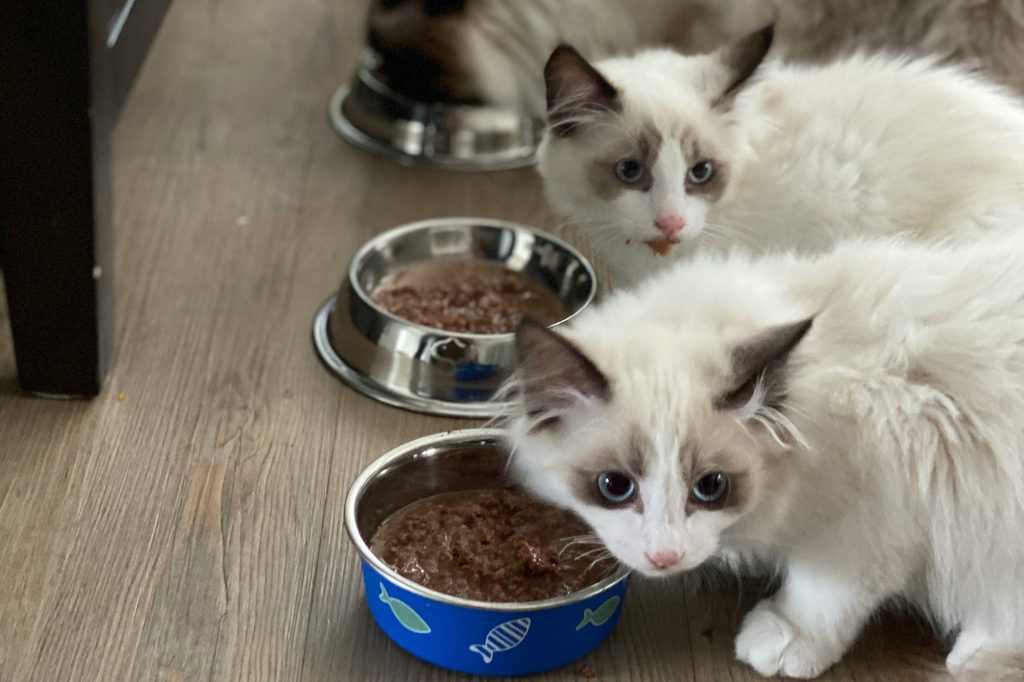 Ragdoll kittens eat wet food out of dishes