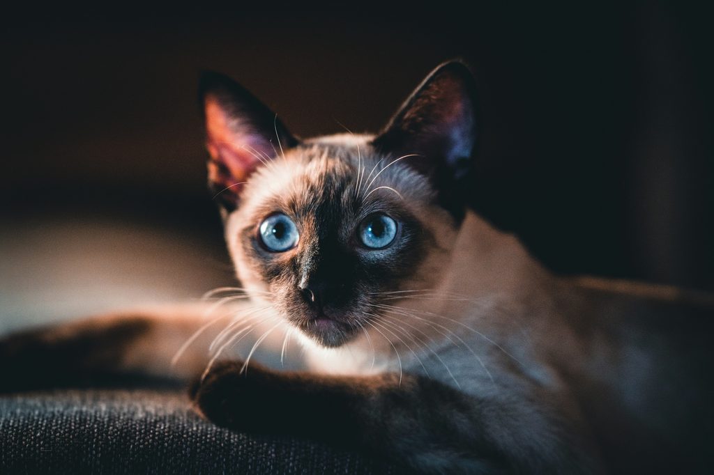 A Siamese cat with blue eyes