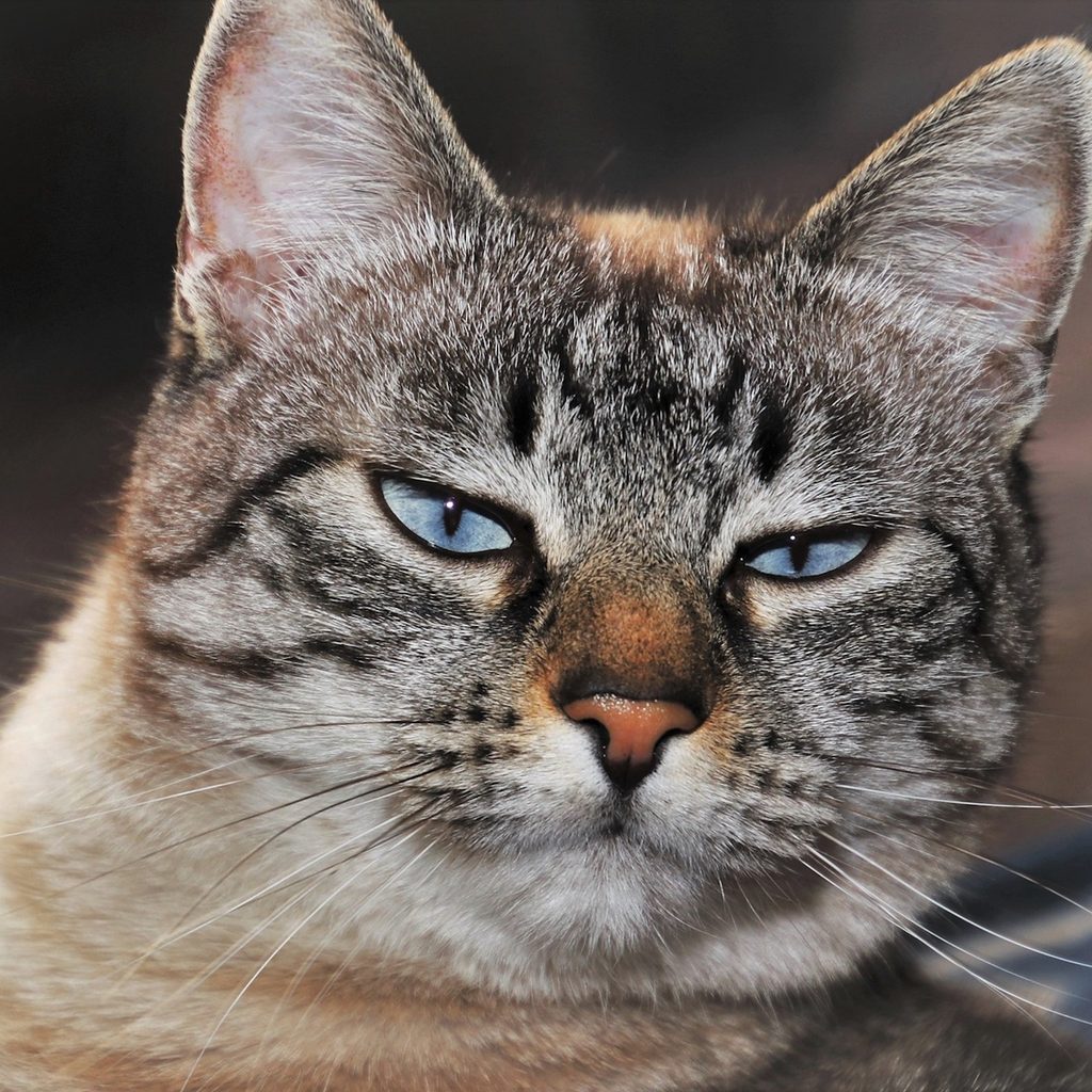 A tabby cat with blue eyes partially closed