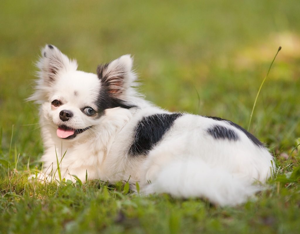 Long-haired white and black teacup Chihuahua with one brown eye and one blue eye outside on the grass in the summertime