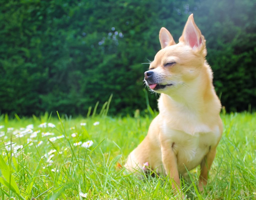 Wonderful teacup Chihuahua enjoys the sunshine in the garden