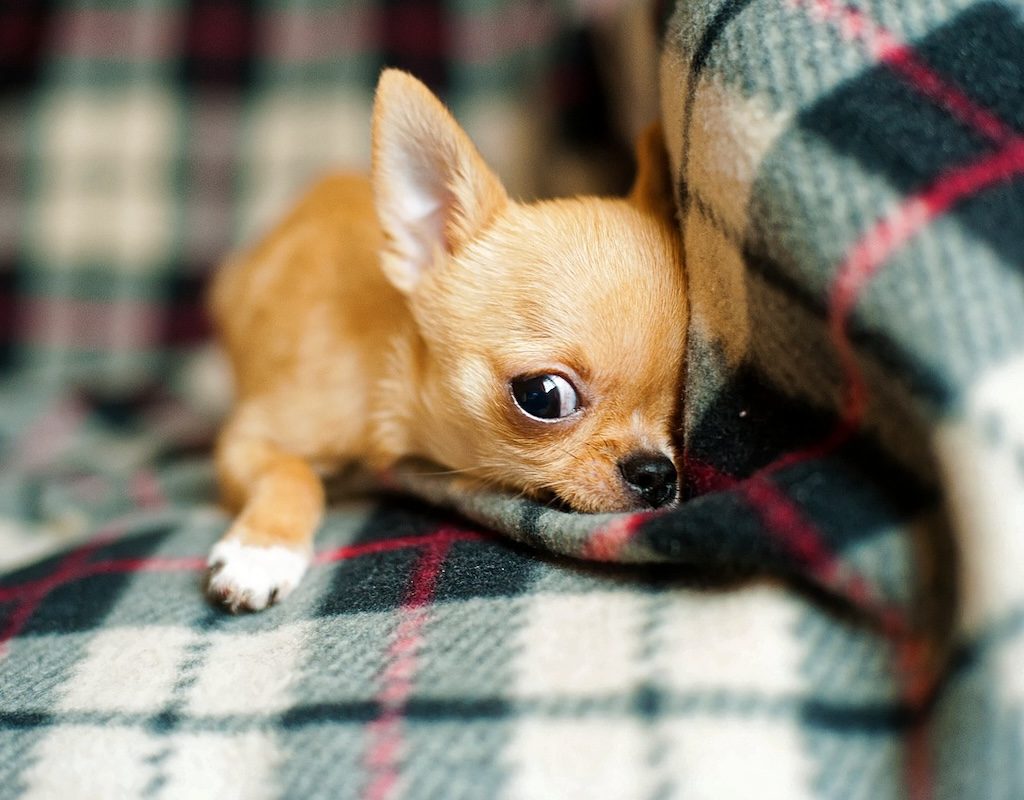 A teacup Chihuahua lies on a blanket