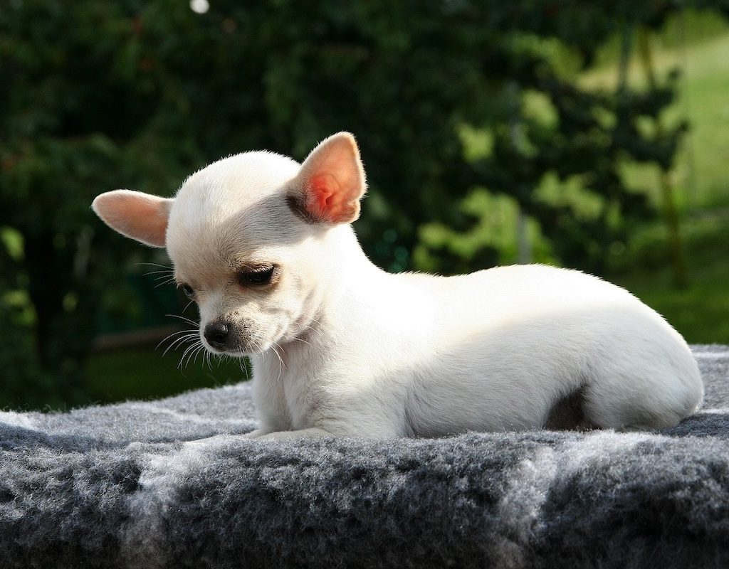 A tiny Chihuahua outside on a rug