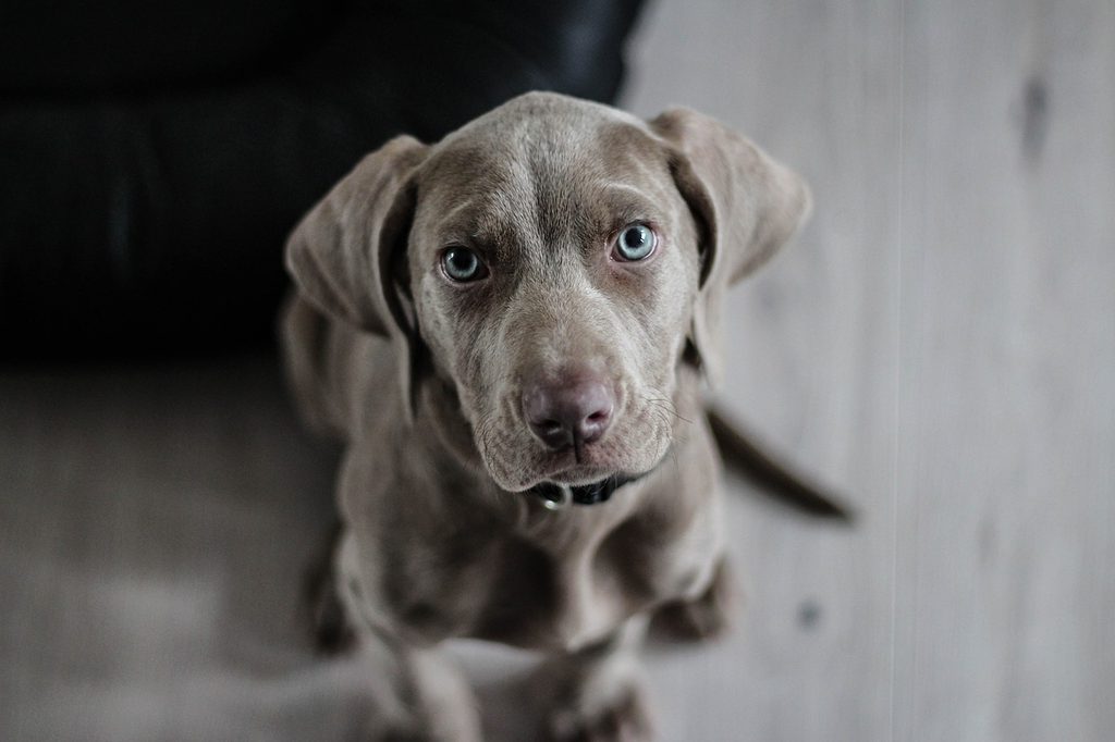A Weimaraner puppy with blue eyes sits