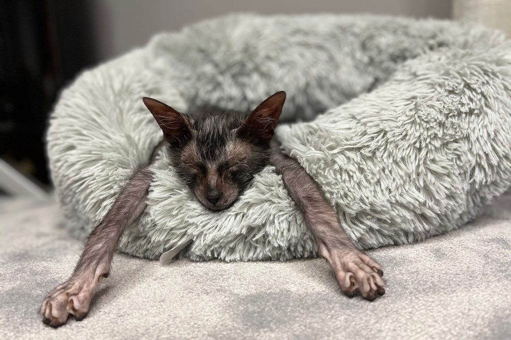 Werewolf cat relaxing in his bed