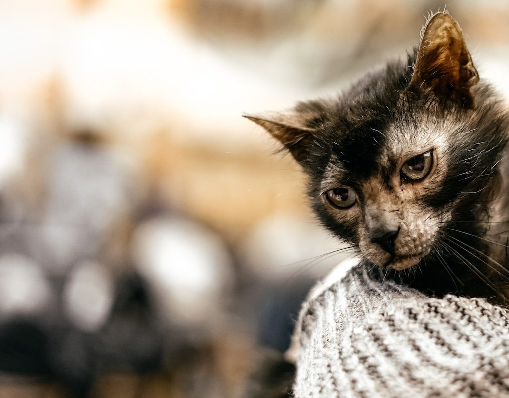 A lykoi cat being held