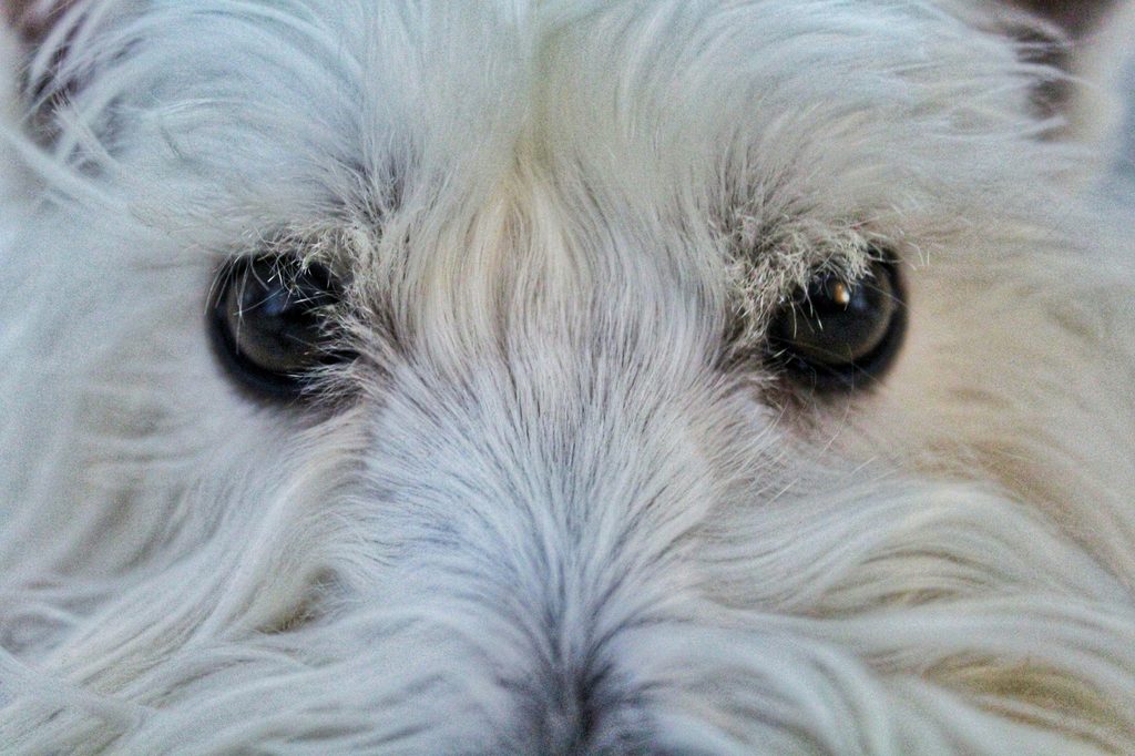 A West Highland White Terrier's eyes close up