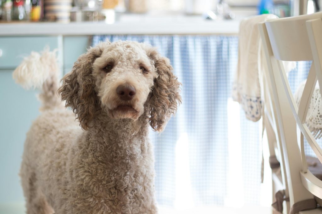White poodle in dining room with table with blue tablecloth in the background