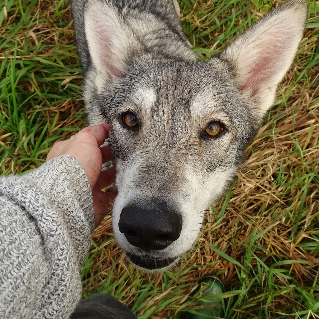 A wolfdog standing in grass looking up into the camera