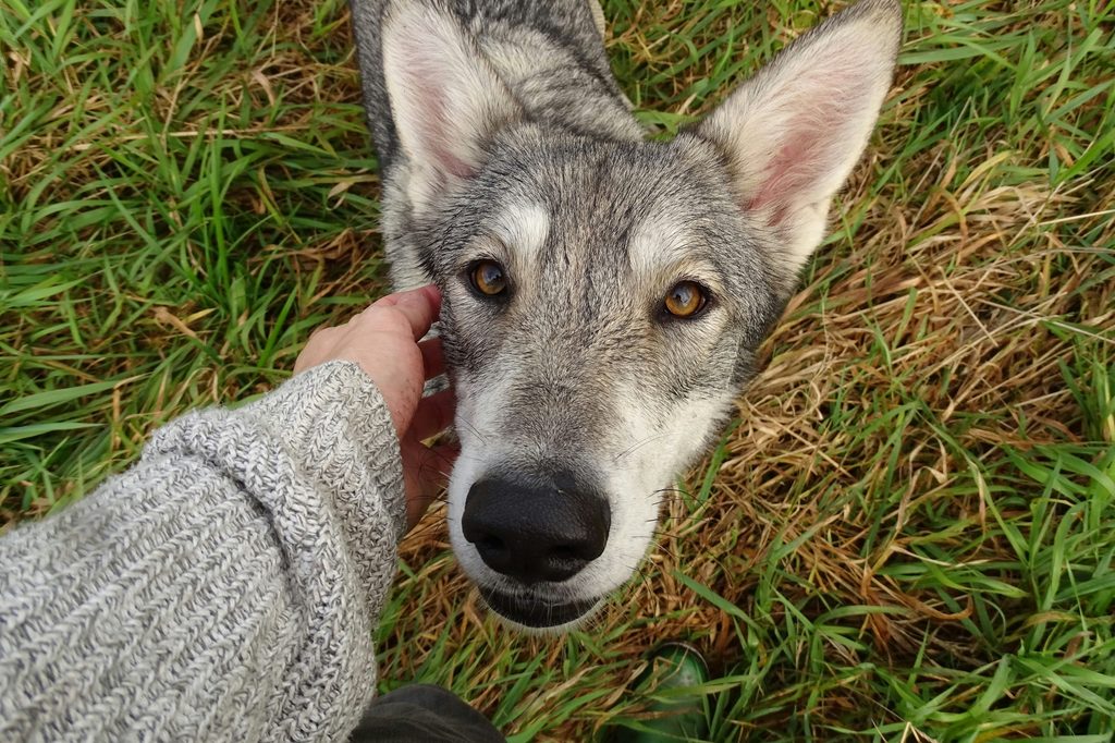 A wolfdog standing in grass looking up into the camera