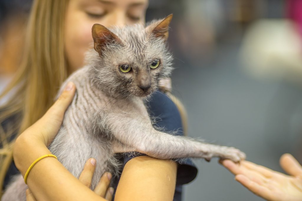 A woman holds a lykoi cat