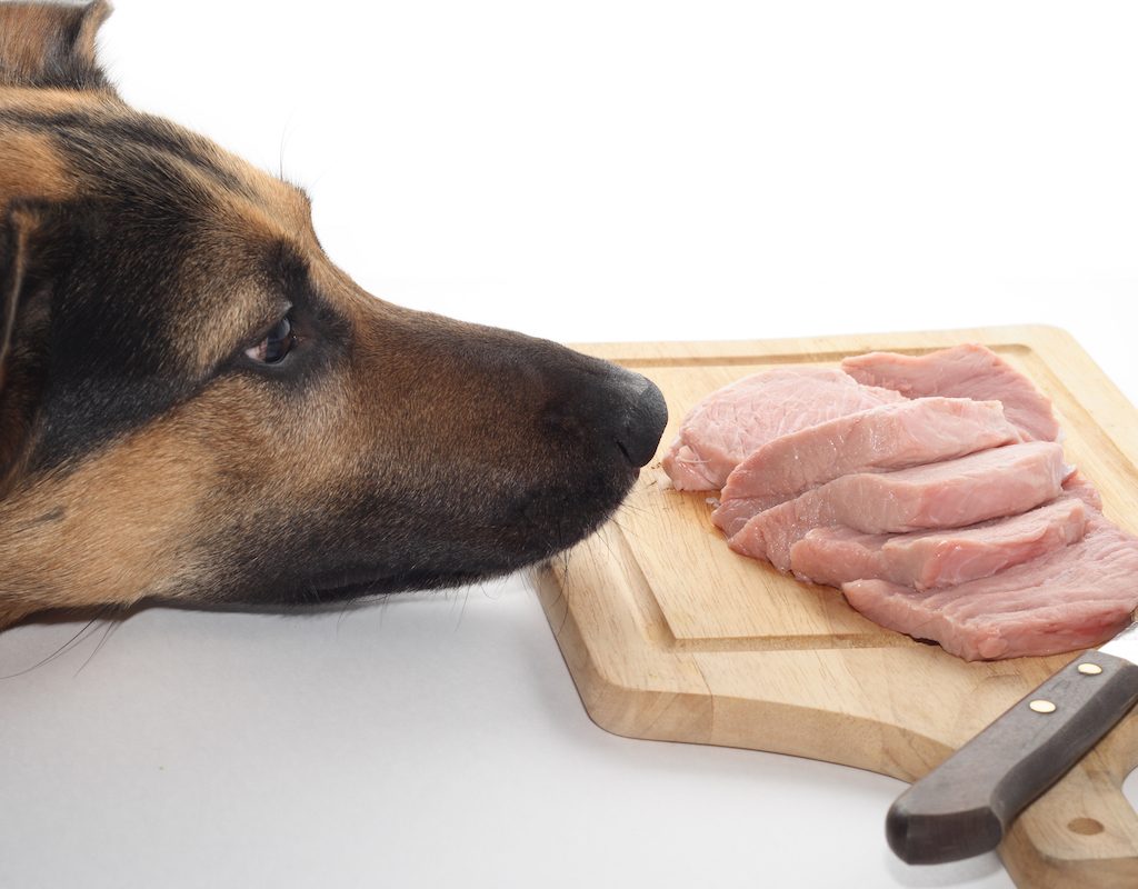 A brown dog sniffing a cutting board of raw pork