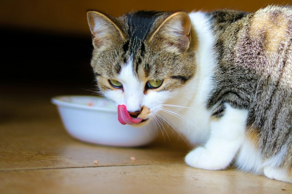 cat licking lips after eating
