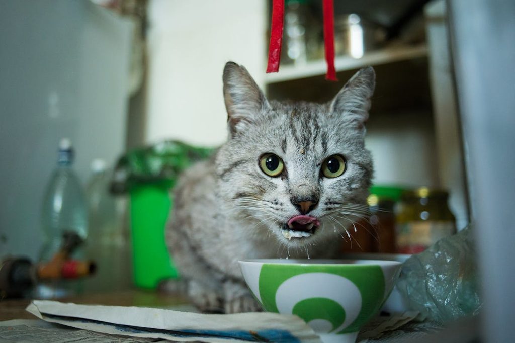 cat licking lips by green bowl