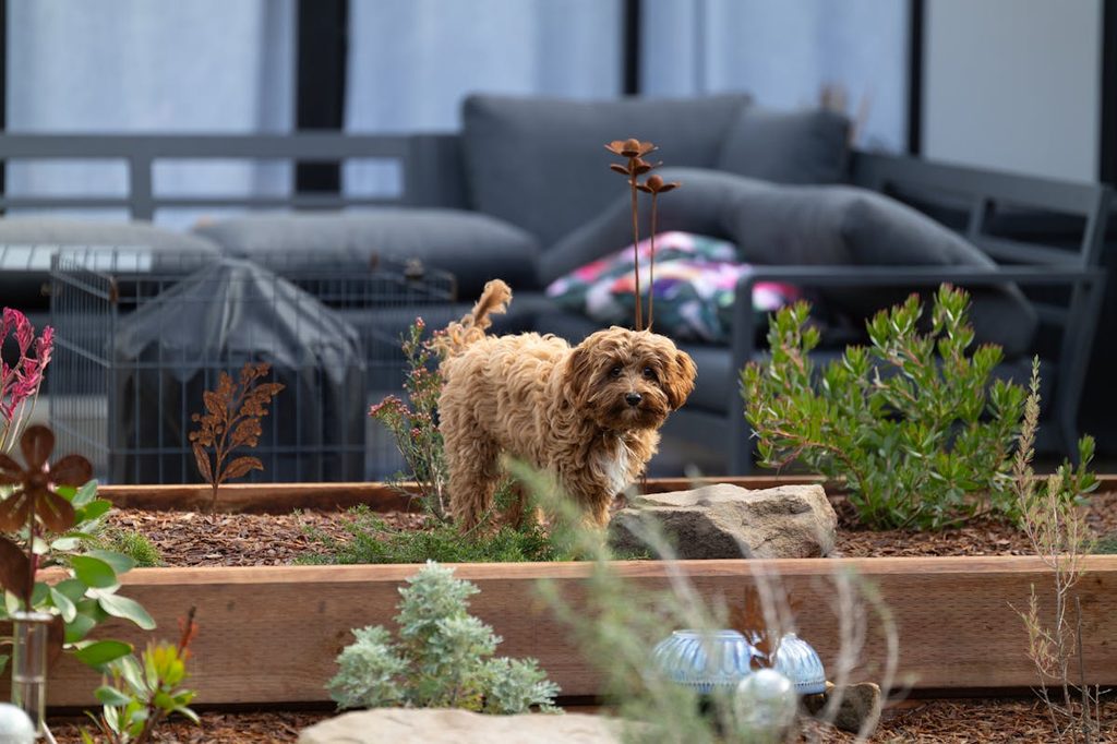 a cavapoo in a raised bed garden