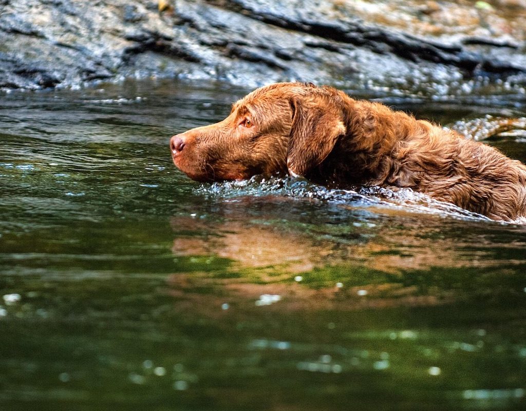 A Chesapeake Bay retriever swims in the water