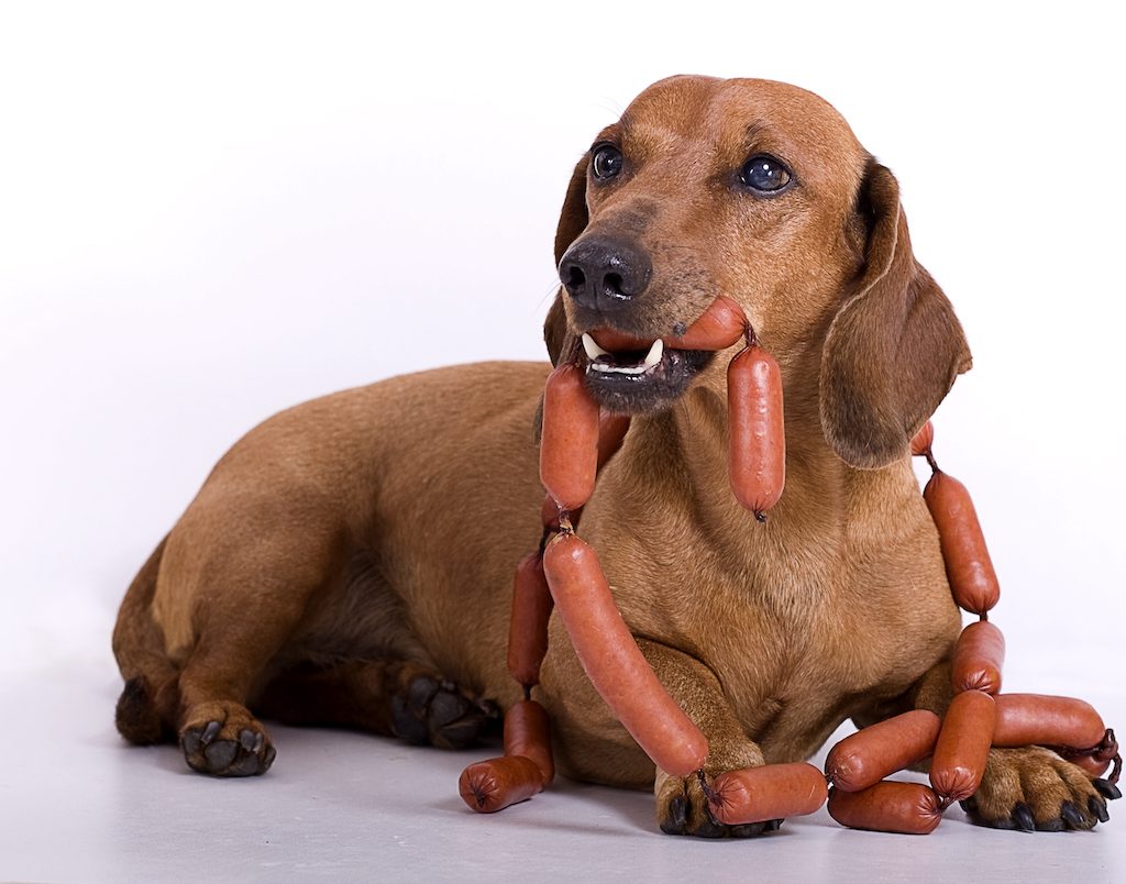 A dachshund dog eats a sausage