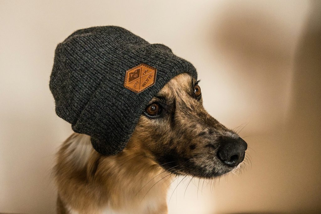 A dog wearing a beanie