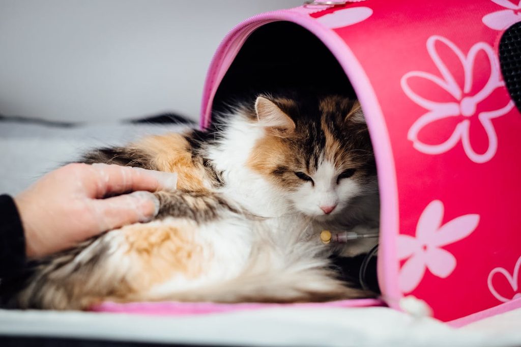 long-haired, calico-colored cat in a pink carrier