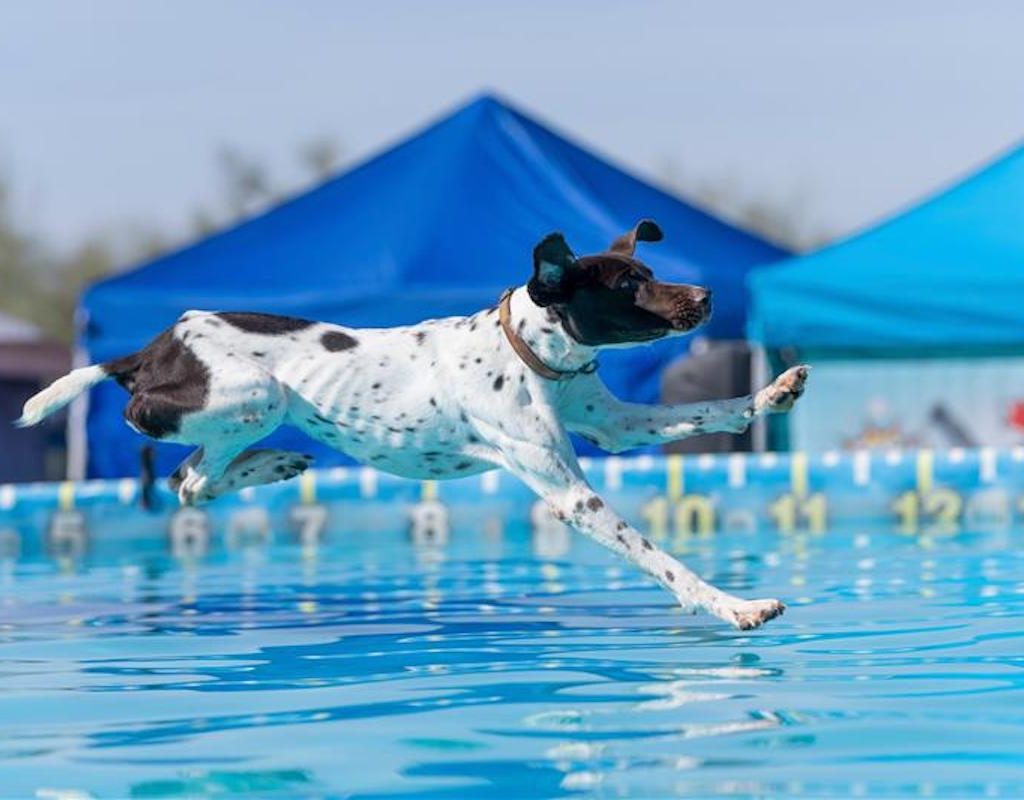 A German shorthaired pointer jumps into a pool