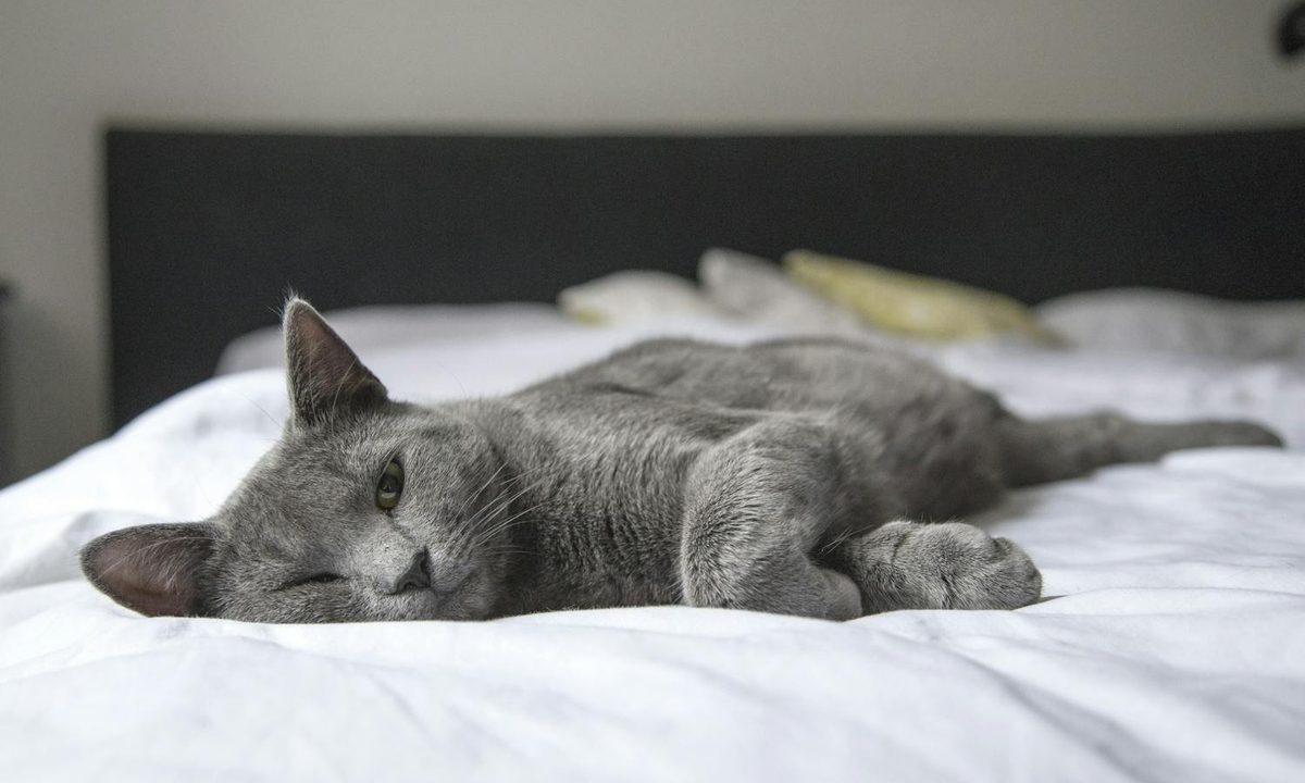 a gray cat on a bed with white sheets and a dark brown headboard