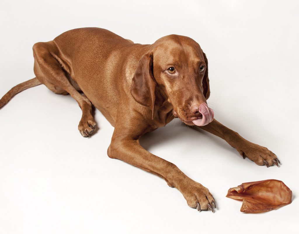 A Vizsla licks his lips while lying next to a pork chop