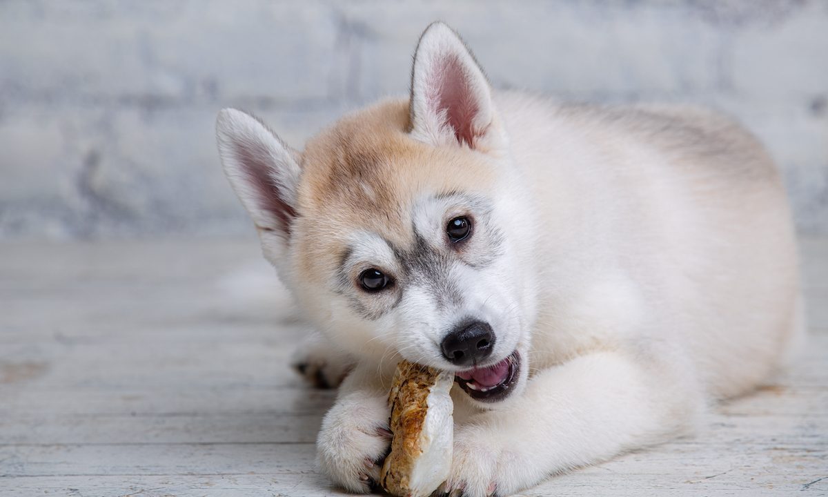 Husky puppy gnawing on a pork bone